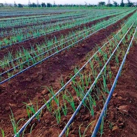 Onion Farming in Kenya: Best Practices for High Yields and Profit